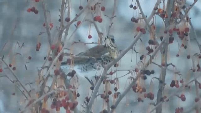 Стая дроздов на зимовке. смотреть онлайн