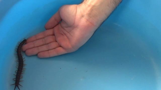 СКОЛОПЕНДРА НА РУКЕ