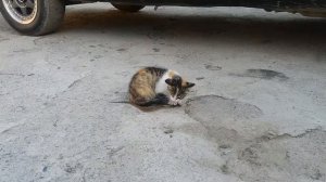 катёнак есть змею