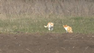 КАРТОФЕЛЬ И ТУТ НАЧАЛОСЬ?Из города в деревню Лайф. Серия №76