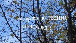 Птицы, Московки