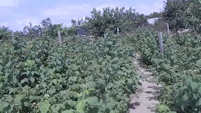 купить саженец || малина саженец купить || малина полька купить саженцы || Саженцы малины Полка смотреть онлайн