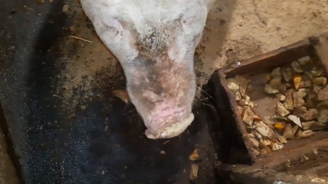 Вьетнамские свиньи//Машка вернулась//22 декабря 2022 год смотреть онлайн