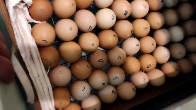Оплод пищевого яйца. Fetal food egg.