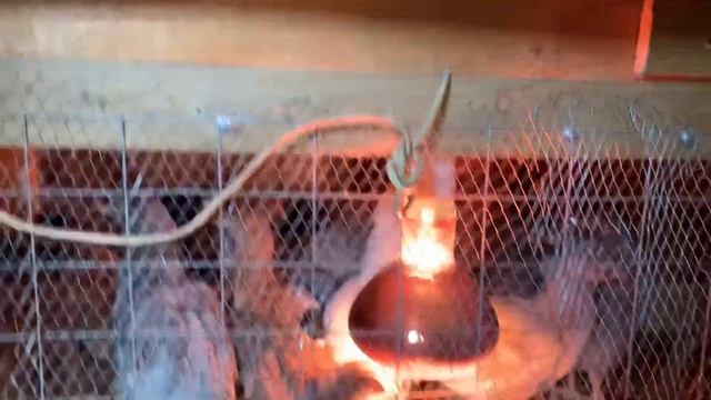 Куры Родонит (кросс) смотреть онлайн