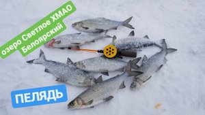 Пелядь ловля зимой #зимняярыбалка #окунь #щука #пелядь #рыбалка #сибирь #сиг