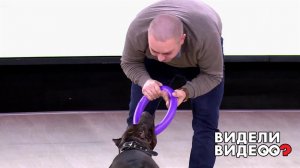 Зажигательный питбуль. Видели видео? Фрагмент выпуска от 03.11.2019