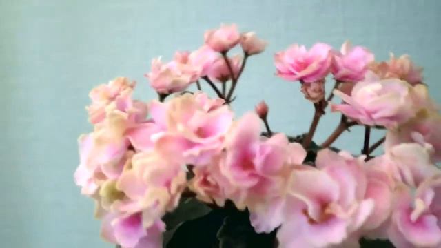 огляд сорту Petite Blarney смотреть онлайн