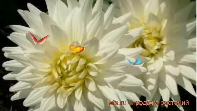 Георгина декоративная Аспен (dahlia aspen) ? георгина Аспен обзор: как сажать рассада георгины Аспе