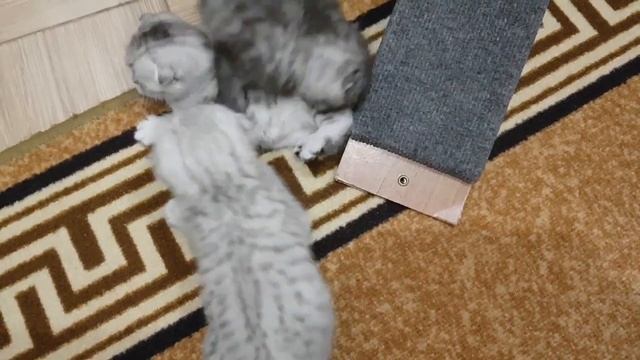 Шотландские котята (Scottish kittens) 5 недель / Скоттиш фолд (Scottish Fold)