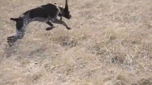 Курцхар Бой 11- месяцев, демонстрация стойки!