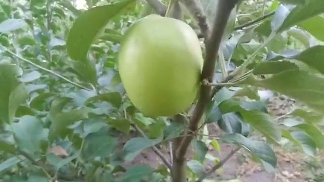 Яблоня сорт зимний Белый Синап смотреть онлайн