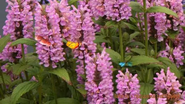 Котовник обыкновенный Пинк Кэт ? котовник Пинк Кэт обзор: как сажать саженцы котовника Пинк Кэт