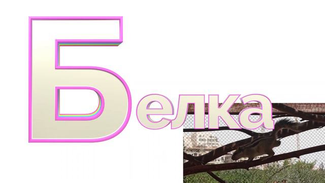буква б белка смотреть онлайн