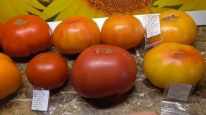 Самые крупные томаты - новинки 2022 года. Легендарный томат Малиновка. Дегустация.