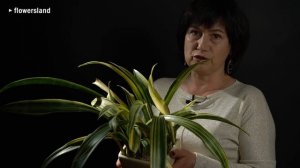 Sansevieria senegambica variegata