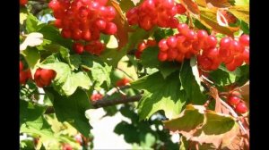 КАКАЯ ШИКАРНАЯ ПЕСНЯ !!!  ПОСЛУШАЙТЕ !!! ИГОРЬ СЛУЦКИЙ ! КАЛИНА КРАСНАЯ !