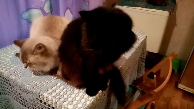 #Найт концертирует? смотреть онлайн