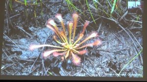 Carnivorous plants in South-Eastern Australia by Greg Bourke