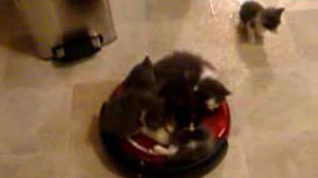 Котята на поломойке