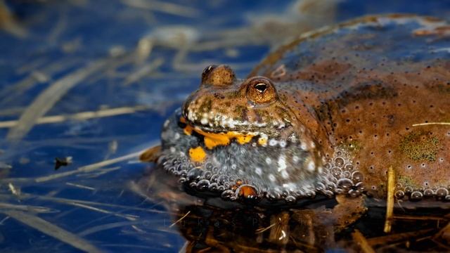 Nature sounds – European fire-bellied toad (Bombina bombina) смотреть онлайн