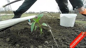Посадка болгарского перца в открытый грунт Что делать если рассаду не успели закалить перед посадко
