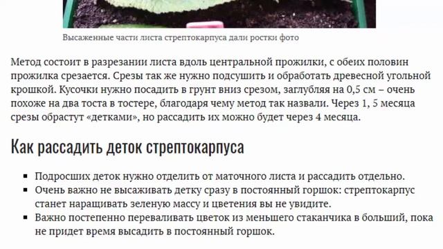 Стрептокарпус уход в домашних условиях Выращивание из семян Размножение Фото сортов смотреть онлайн