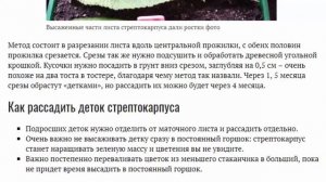 Стрептокарпус уход в домашних условиях Выращивание из семян Размножение Фото сортов