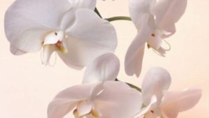 Ирина Муравьёва, Романс