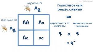 Закон Харди-Вайнберга - наглядное объяснение  | Закон генетического равновесия