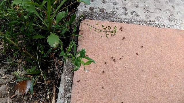 муравьи vs уксус смотреть онлайн