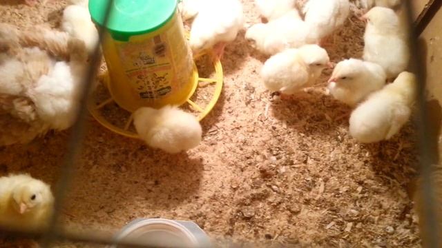 Кормление цыплят творогом.... смотреть онлайн