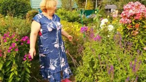 Роза Супер Трупер второе цветение .Август