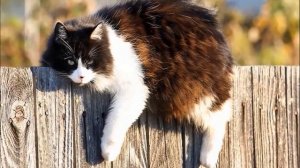 Алексей Грибов читает три басни Крылова