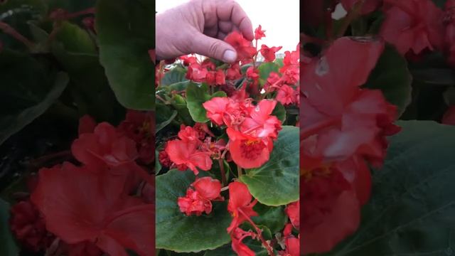 Gardening Tip - Double Begonia Flowers