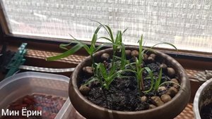 Папирус / Циперус Размножение / Циперус Уход / Циперус Посадка