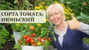 СУПЕР СОРТ томат Июньский! * Сорта помидоров * Огород в контейнерах