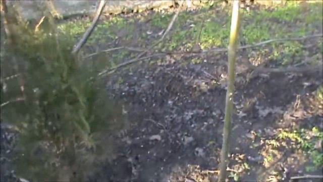 Ива ранней зимой смотреть онлайн