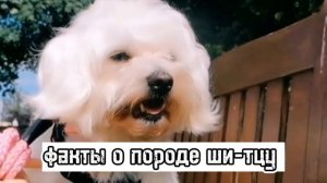 ?факты о породе ши-тцу?