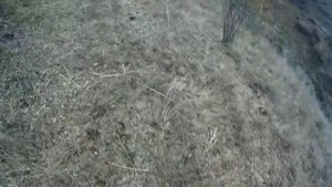Охота на кеклика в горах Кыргызстана. 17+