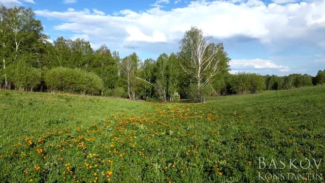 Поляна Огоньков. Цветы Сибири. Кузбасс смотреть онлайн