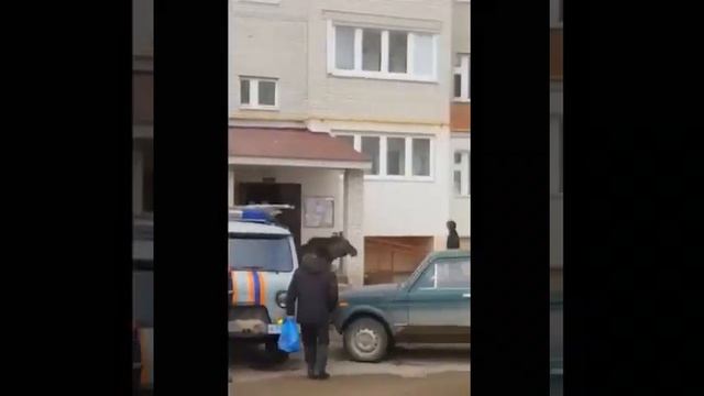 Отпугнула лося кинув в него кота смотреть онлайн