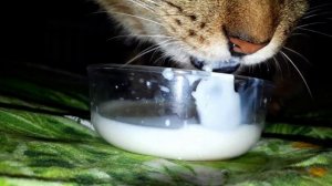 Кот пьёт молоко, как кот лакает молоко.