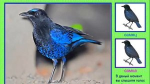 Синяя птица. Голоса птиц