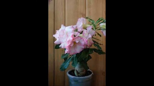 Адениум : уход в домашних условиях, выращивание и сорта с фото. смотреть онлайн