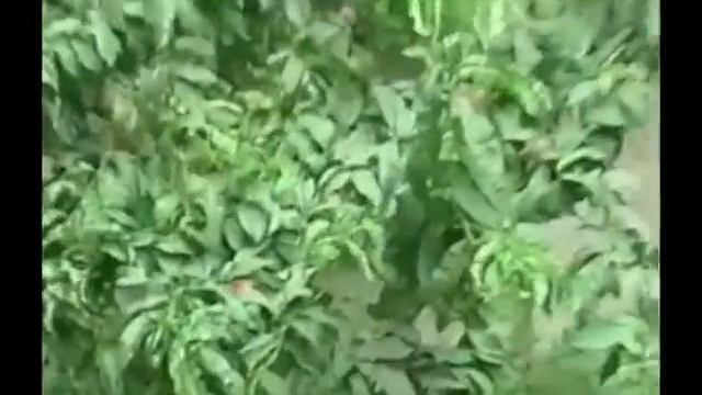 Социальный эксперимент, Хасавюрт смотреть онлайн