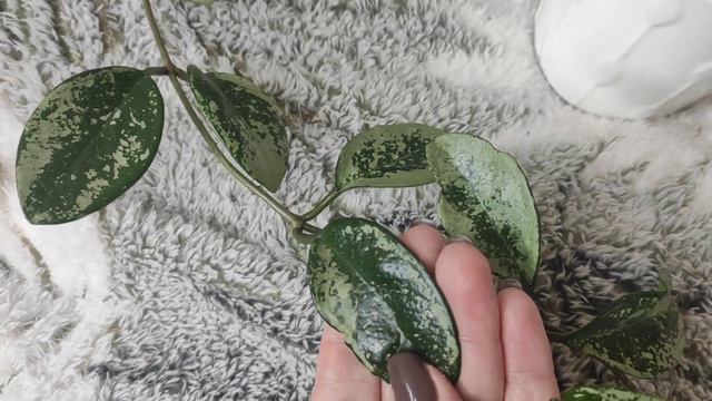 Хойя AH 074 silver смотреть онлайн