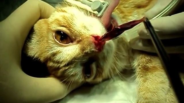 Извлечение новообразования носа кота смотреть онлайн