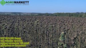 НСХ 6013 - Гибрид подсолнечника. Семена подсолнечника NS SEME (Нови Сад). Уборочная 2017.