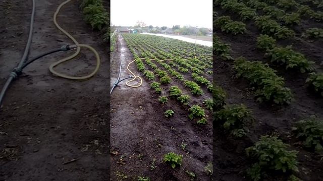 Насос Optima, дождеватель presto. Полив картофеля. смотреть онлайн